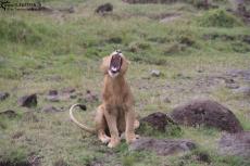 IMG 8178-Kenya, yawning lion in Masai Mara